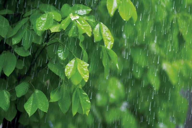 实拍春分季节绿色树叶的雨水背景,高清,摄影图,摄影图片,图片大全,摄影图免费下载